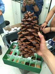 Pinus maximartinezii