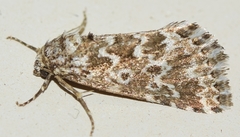 Alvaradoia disjecta