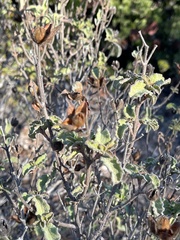 Cistus creticus creticus