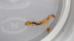Polycentropus