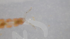 Polycentropus