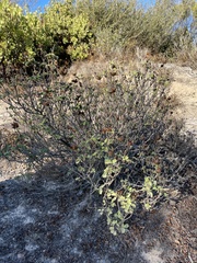 Cistus creticus creticus