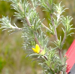 Aspalathus eustonbrownii