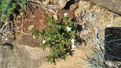 Dyschoriste costata