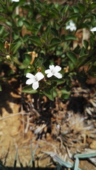 Dyschoriste costata