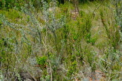 Aspalathus eustonbrownii