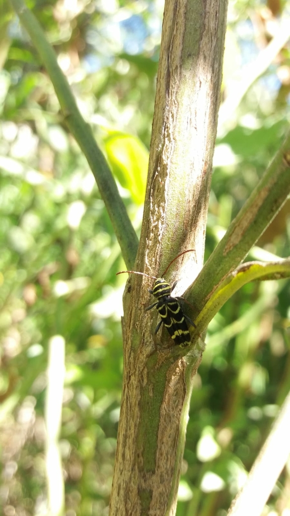 Megacyllene boryi