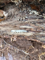 Scolecocampa