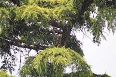 Parabuteo unicinctus