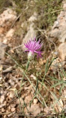 Centaurea sterilis