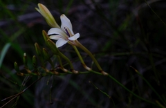 Tritonia flabellifolia