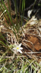 Anthericum