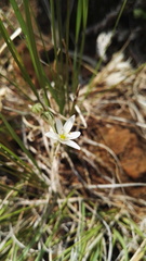 Anthericum