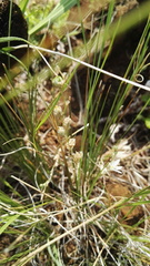 Anthericum
