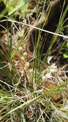 Anthericum