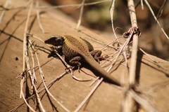 Liolaemus pictus
