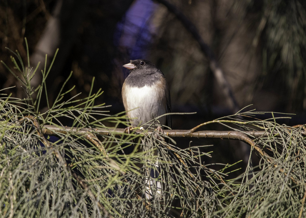 Dark-eyed Junco from Camarillo, CA, USA on November 26, 2020 at 08:21 ...