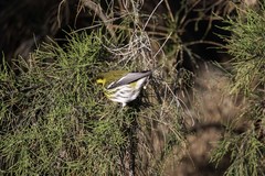 Setophaga townsendi