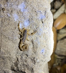 Centruroides infamatus