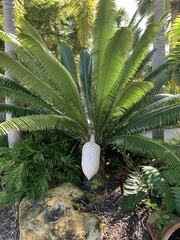 Dioon spinulosum