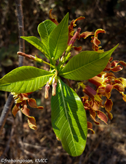 Strophanthus boivinii image