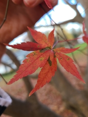 Acer palmatum