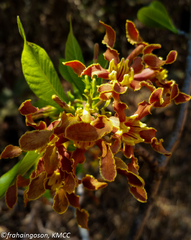 Strophanthus boivinii image