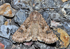 Anarta pugnax
