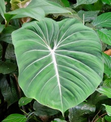 Philodendron gloriosum