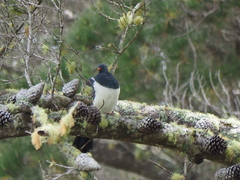 Hemiphaga chathamensis