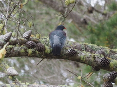 Hemiphaga chathamensis