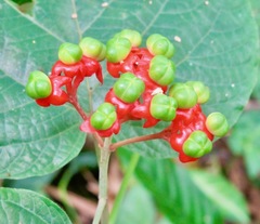 Clerodendrum speciosissimum