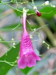 Strobilanthes hamiltoniana