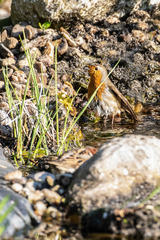 Erithacus rubecula