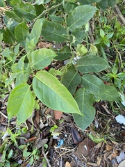 Dalbergia ecastaphyllum