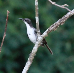 Ramphocinclus brachyurus brachyurus