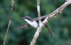 Ramphocinclus brachyurus brachyurus