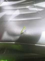 Callimantis antillarum