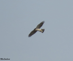 Accipiter nisus