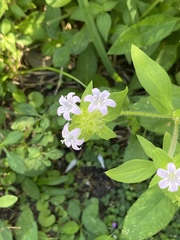 Richardia grandiflora