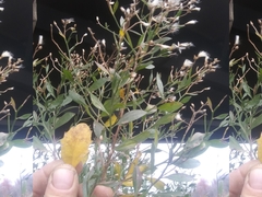 Baccharis halimifolia