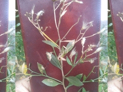 Baccharis halimifolia