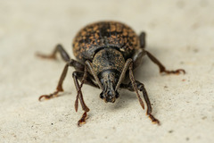 Otiorhynchus aurifer