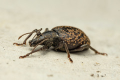 Otiorhynchus aurifer