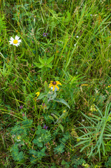 Rudbeckia hirta pulcherrima