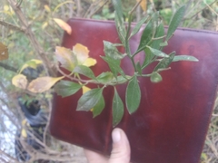 Baccharis halimifolia