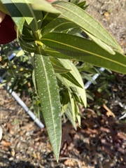 Nerium oleander