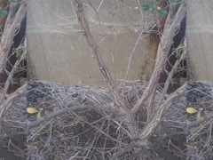 Baccharis halimifolia