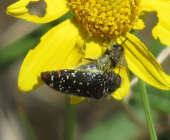 Acmaeodera rubronotata