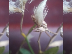 Baccharis halimifolia